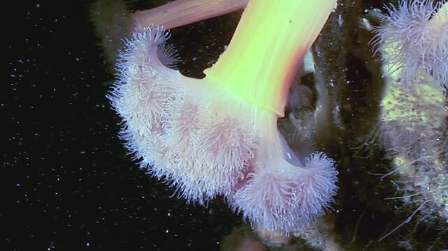 Witness the captivating feeding behavior of Metridium senile, a sea anemone, in the frigid Arctic waters. It uses its tentacles to catch food, showcasing adaptation in a harsh environment.