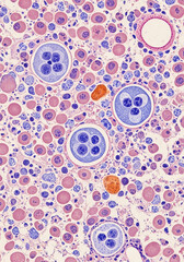 Fototapeta premium Cellular Tissue Smear