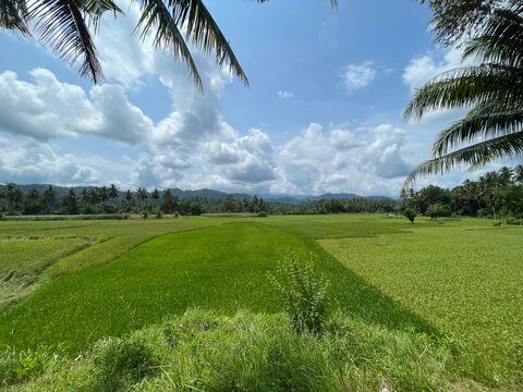 landscape in west sumatera