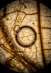 Fototapeta premium Plant Cell Cross Section