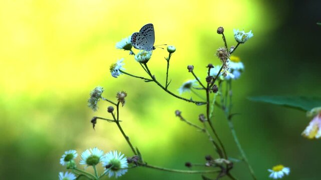 Beautiful creatures in nature
자연 속의 아름다운 생물들