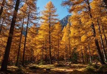 Fototapeta premium Golden autumn foliage of deciduous larch trees in a dense, peaceful mountain forest under a bright blue sky ,natural ,needle ,environment