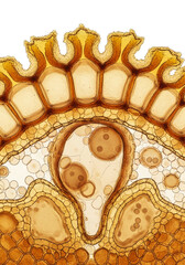 Plant Cell Cross Section