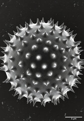 Virus Particle Under Magnification