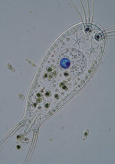 Paramecium Under Microscope