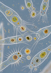 Microscopic Aquatic Plankton