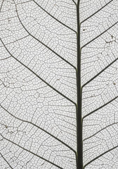 Leaf Skeleton Close Up
