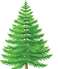Isolated green evergreen Christmas fir tree set on a white background for your winter holiday decoration and celebration illustration