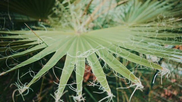 Close up of a fan shaped palm leaf with small seeds resting on the surface, highlighting natural textures and soft botanical tones