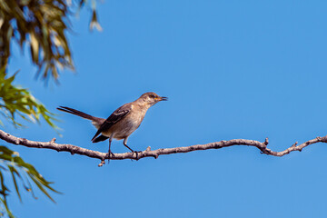 Northern Mockingbird singing on a bare branch against blue sky