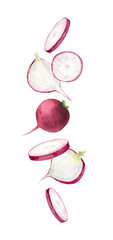 Sliced pink radish and roots of cross sections. Isolated hand drawn watercolor illustration of garden vegetable. Dynamic arrangement for healthy food, culinary design, menu, recipes, kitchen textile