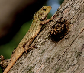 Chameleon crawlingperching on a rough tree trunk