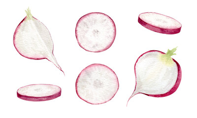 Fresh pink radish, part roots and slices pulp food set. Hand drawn watercolor botanical collection illustrations of garden vegetable beet. Summer clipart for packaging design, menu, kitchen textile