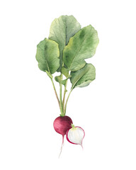 Whole fresh pink radish and part root. Isolated hand drawn watercolor food illustration of garden vegetable. Botanical composition for healthy food, culinary design, menu, recipes, kitchen textile