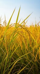 Golden rice stalks sway gently in the autumn breeze under a bright sky, symbolizing a successful harvest season and plentiful yield ,farm ,rural ,abundance