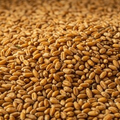 Golden wheat kernels piled high after a successful autumn harvest season, illustrating abundant agricultural output and food production ,pile ,nutrition ,staple
