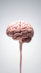Human Brain Model on a Stem, Representing Thought and Intelligence.