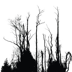 Silhouettes of bare trees with branches isolated on white. Black and white vector illustration
