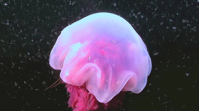 A Lion's Mane jellyfish drifts serenely through the frigid Arctic waters. Its massive bell pulsates gently, trailing delicate tentacles in the deep ocean.