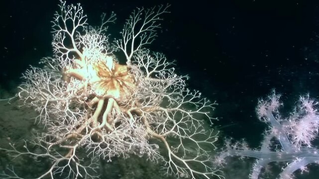 Observe the intricate beauty of Gorgonocephalus eucnemis, also known as the Gorgon's Head starfish, on the ocean floor. Its branching arms capture food in the deep sea environment.
