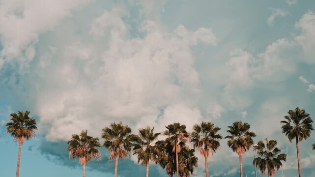 Row of tall palm trees standing against a dramatic sky filled with large clouds