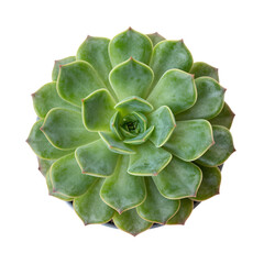 Obraz premium Green Succulent Plant Close-Up Image