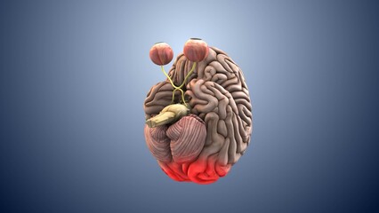 Neural Visual Pathway From Eye to Brain