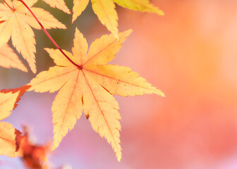 鮮やかで滑らかな背景オレンジ色に色づくもみじの葉紅葉