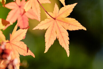 薄暗い緑背景オレンジ色に色づくもみじの葉紅葉