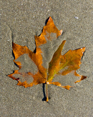 Autumn leaf on wet sand in the sun on the beach