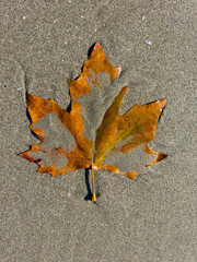 Autumn leaf on wet sand in the sun on the beach