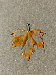 Autumn leaf on wet sand in the sun on the beach