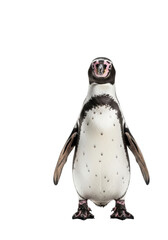 adult humboldt penguin posing, detailed black and white feathers and pink facial skin, standing on a reflective white surface against a pure studio background concept of wildlife conservation