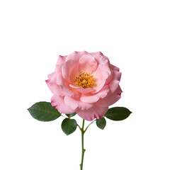 Fototapeta premium Pink Rose with Green Leaves and Yellow Center