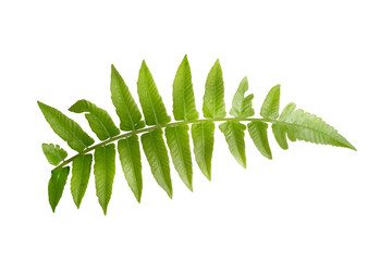 fern leaf isolated on white