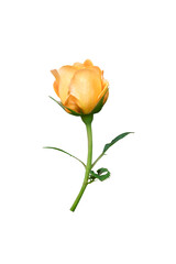 Juicy Terrazza Bud Rose isolated on white