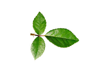 rose green leaves isolated on white background