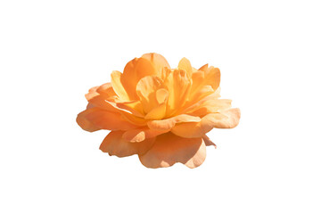 orange  rose flower isolated on white