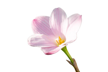 single pink Rain Lily isolated