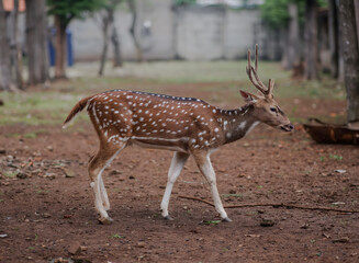 Deer with reddish brown fur with distinctive white spots; white belly and lower legs.