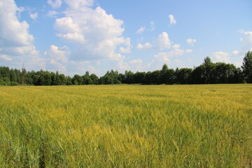 Fototapeta premium field with green ears of corn, beautiful