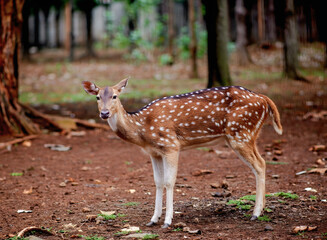 Deer with reddish brown fur with distinctive white spots; white belly and lower legs.