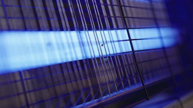 Close-up of dead mosquitoes sticking to electrified grid of bug zapper, caught after being attracted by glowing blue ultraviolet lamp, representing pest control and insect extermination, slow motion.