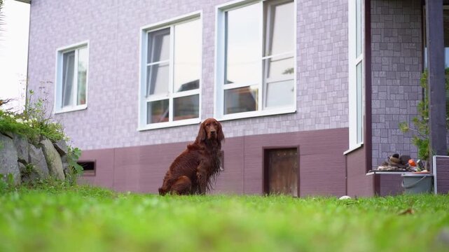 Irish red setter with tongue hanging out sitting on green grass near playground.