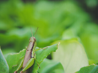 A small brown grasshopper rests on a vibrant green leaf.
