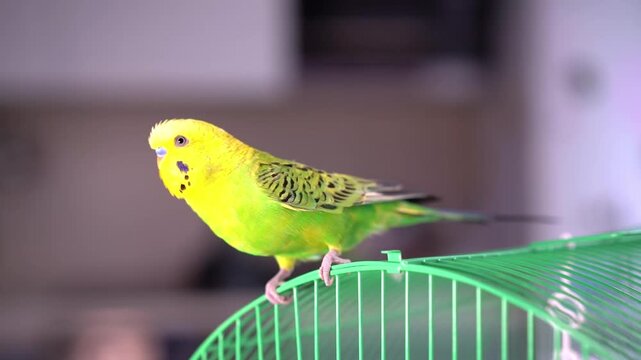 Green budgerigar with a yellow head in the apartment, pet