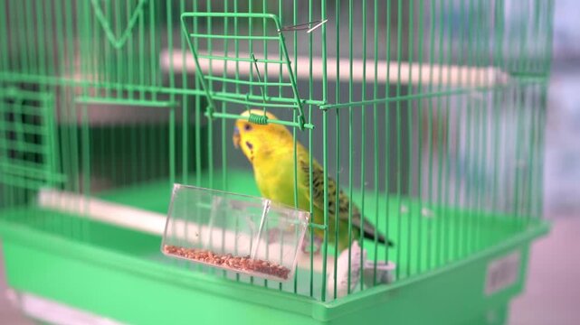 Green budgerigar with a yellow head in a cage eats grains, pet, feeding