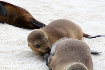 Fototapeta premium Baby seal suckles from its mother animal - Galapagos Island, Ecuador, South America