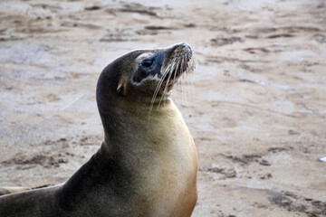 Obraz premium Close-up of a Galapagos sea lion on the beach of Gardner Bay, Easter Island, Ecuador