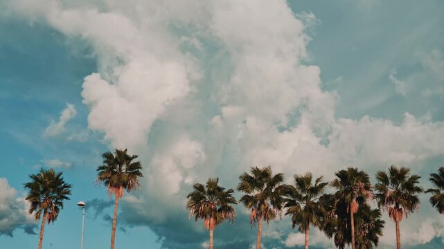 Row of tall palm trees standing against a dramatic sky filled with large clouds
